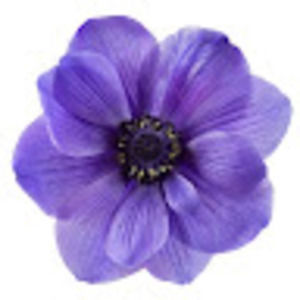 Meet your Posher, Jerinne